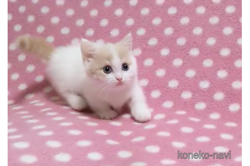 成約済の愛知県のマンチカン(短足)-87048の3枚目